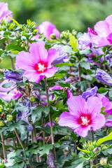 Hibiscus syriacus pertenece a la familia de Malvaceae.