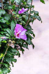 Hibiscus syriacus pertenece a la familia de Malvaceae.