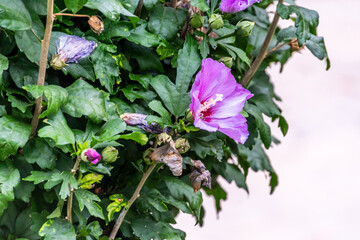 Hibiscus syriacus pertenece a la familia de Malvaceae.