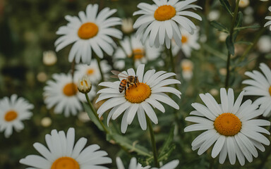 Obraz premium Vector art of a bee is collecting pollen from a daisy flower in a field on a sunny summer day