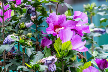 Hibiscus syriacus pertenece a la familia de Malvaceae.