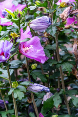Hibiscus syriacus pertenece a la familia de Malvaceae.