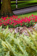 Pelargonium zonale pertenece a la familia de Geraniaceae.