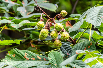 Castanea sativa pertenece a la familia de Fagaceae.