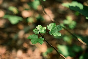 Young Green Leaves in Forest Sunlight. File 3