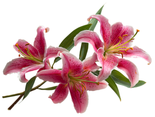 Diagonal Set of Three Stargazer Lilies with Stems and Leaves Side View Floral Layout Transparent Background  