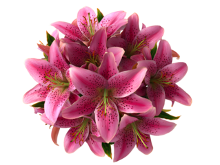 - Cluster of Blooming Pink Stargazer Lilies in Semi-Circular Arrangement Top View Transparent Background
