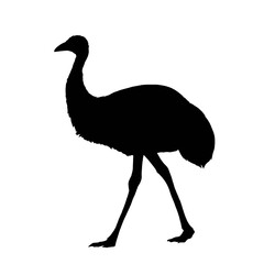 Silhouette image of walking emu isolated 
