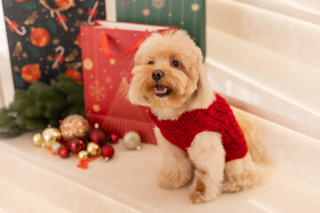 Maltipoo dog wearing a Santa hat and a red sweater with New Year's gifts