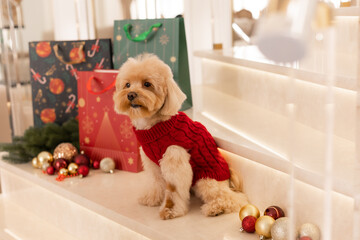 Maltipoo dog wearing a Santa hat and a red sweater with New Year's gifts