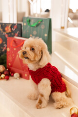 Maltipoo dog wearing a Santa hat and a red sweater with New Year's gifts