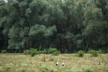 Beautiful landscape with beautiful rural nature during summer in the Republic of Moldova.