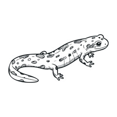 Naklejka premium Speckled salamander sketch: detailed black and white amphibian illustration. Vector illustration