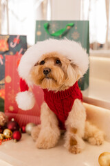 Maltipoo dog wearing a Santa hat and a red sweater with New Year's gifts