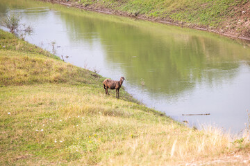 Beautiful landscape with beautiful rural nature during summer in the Republic of Moldova.