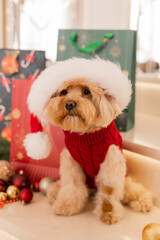 Maltipoo dog wearing a Santa hat and a red sweater with New Year's gifts