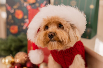 Maltipoo dog wearing a Santa hat and a red sweater with New Year's gifts