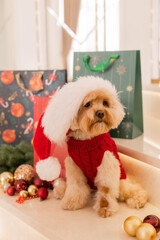 Maltipoo dog wearing a Santa hat and a red sweater with New Year's gifts