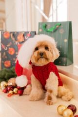 Maltipoo dog wearing a Santa hat and a red sweater with New Year's gifts