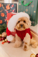 Maltipoo dog wearing a Santa hat and a red sweater with New Year's gifts