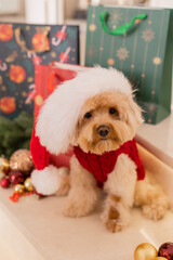 Maltipoo dog wearing a Santa hat and a red sweater with New Year's gifts