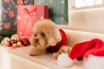 Maltipoo dog wearing a Santa hat and a red sweater with New Year's gifts