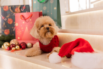 Maltipoo dog wearing a Santa hat and a red sweater with New Year's gifts