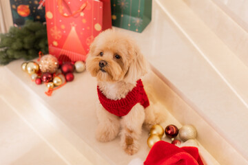 Maltipoo dog wearing a Santa hat and a red sweater with New Year's gifts