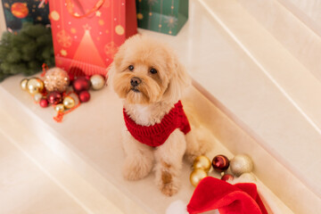 Maltipoo dog wearing a Santa hat and a red sweater with New Year's gifts