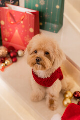 Maltipoo dog wearing a Santa hat and a red sweater with New Year's gifts
