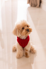 Maltipoo dog wearing a Santa hat and a red sweater with New Year's gifts
