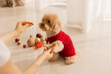 Maltipoo dog wearing a Santa hat and a red sweater with New Year's gifts