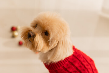 Maltipoo dog wearing a Santa hat and a red sweater with New Year's gifts