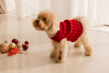 Maltipoo dog wearing a Santa hat and a red sweater with New Year's gifts