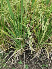 close up photo of young rice crop on fields