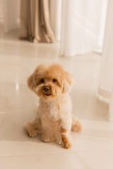 Maltipu's dog at home