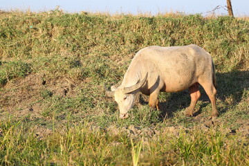White Water Buffalo Grazing on Green Grass in Natural Habitat