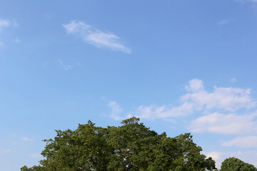 Bush above green tree stands proudly against a bright blue sky.