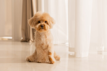 Maltipu's dog at home