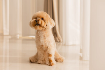 Maltipu's dog at home