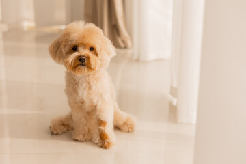Maltipu's dog at home