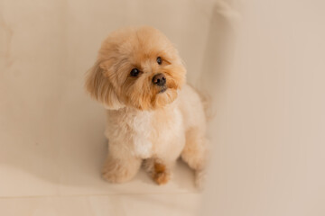 Maltipu's dog at home
