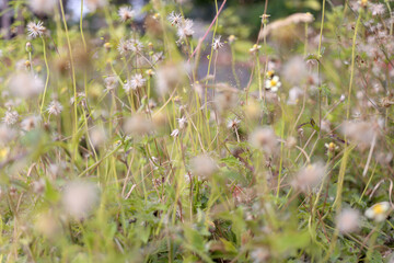 A dreamy scene of wildflowers flourishing in a verdant meadow during spring.