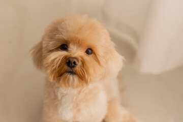 Maltipu's dog at home