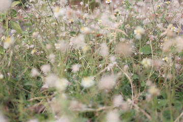 A dreamy scene of wildflowers flourishing in a verdant meadow during spring.