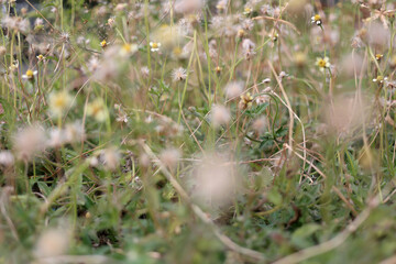 A dreamy scene of wildflowers flourishing in a verdant meadow during spring.