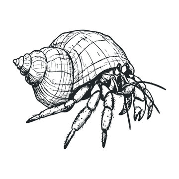 Hermit crab sketch: detailed black and white ink drawing of seashell and crustacean. Vector illustration