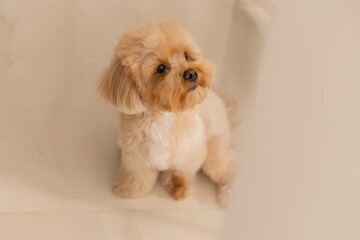 Maltipu's dog at home