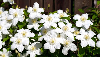 White clematis flowers against wooden fence