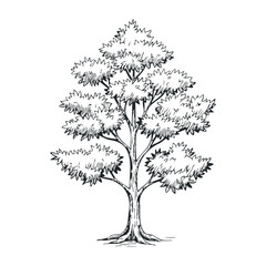 Obraz premium Hand drawn sketch of detailed tree with lush leaves and trunk. Vector illustration